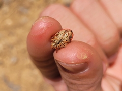Graphosoma semipunctatum