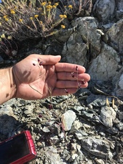 Streptanthus glandulosus niger