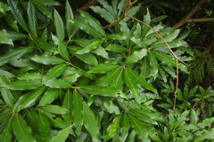 Machilus zuihoensis mushaensis