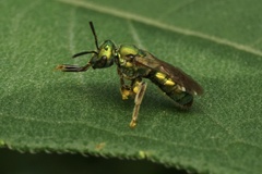 Augochlora pura