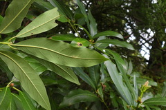 Machilus zuihoensis mushaensis
