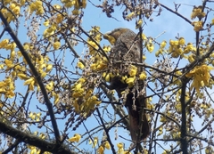 Nestor meridionalis septentrionalis