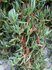 Ruschieae