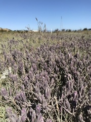 Chloropyron maritimum palustre