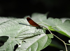 Calopteryx