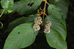 Callicarpa formosana