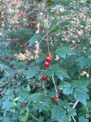 Ribes alpinum