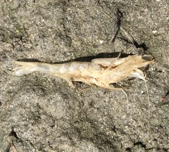 Crangon septemspinosa