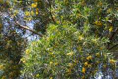Acacia confusa