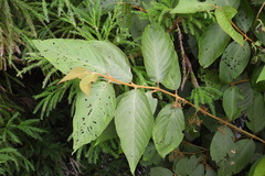 Callicarpa formosana