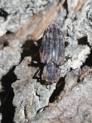 Dastarcus helophoroides
