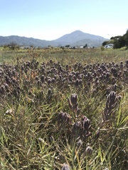 Chloropyron maritimum palustre