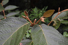 Callicarpa formosana