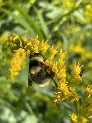 Eristalis flavipes