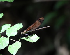 Calopteryx