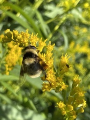 Eristalis flavipes