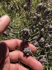 Chloropyron maritimum palustre