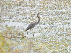Ardea purpurea