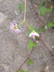 Persicaria senticosa