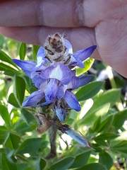 Lupinus bracteolaris