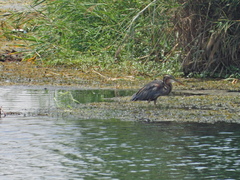 Ardea purpurea