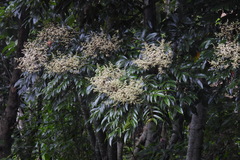 Meliosma rhoifolia