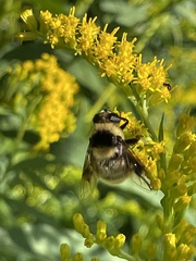 Eristalis flavipes