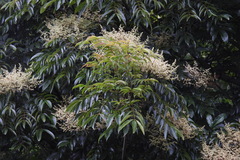 Meliosma rhoifolia