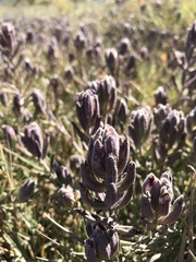 Chloropyron maritimum palustre