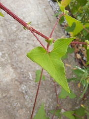Persicaria senticosa