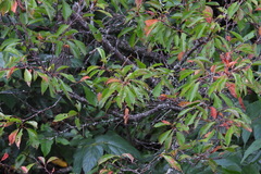Prunus salicina