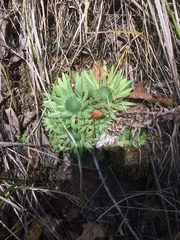 Orostachys spinosa
