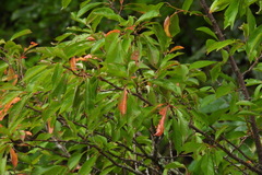 Prunus salicina