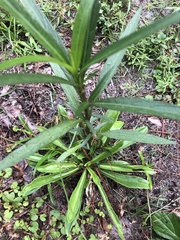 Helianthus angustifolius
