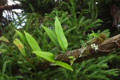 Pyrrosia lingua
