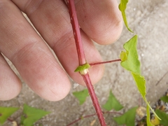 Persicaria senticosa