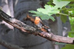 Erithacus rubecula rubecula