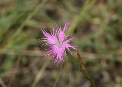 Dianthus longicalyx