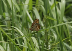 Argynnis hyperbius