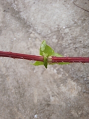 Persicaria senticosa