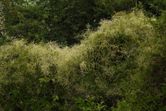 Reynoutria multiflora