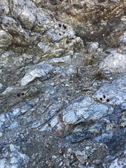 Streptanthus glandulosus niger