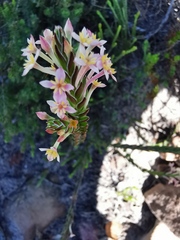 Struthiola