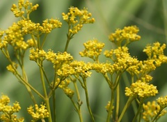 Patrinia scabiosifolia
