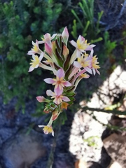 Struthiola