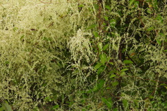 Reynoutria multiflora