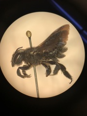 Megachile xylocopoides