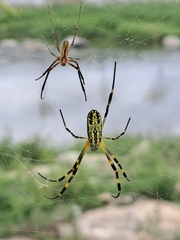 Trichonephila clavata