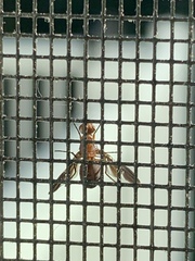 Delphinia picta