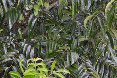 Meliosma rhoifolia
